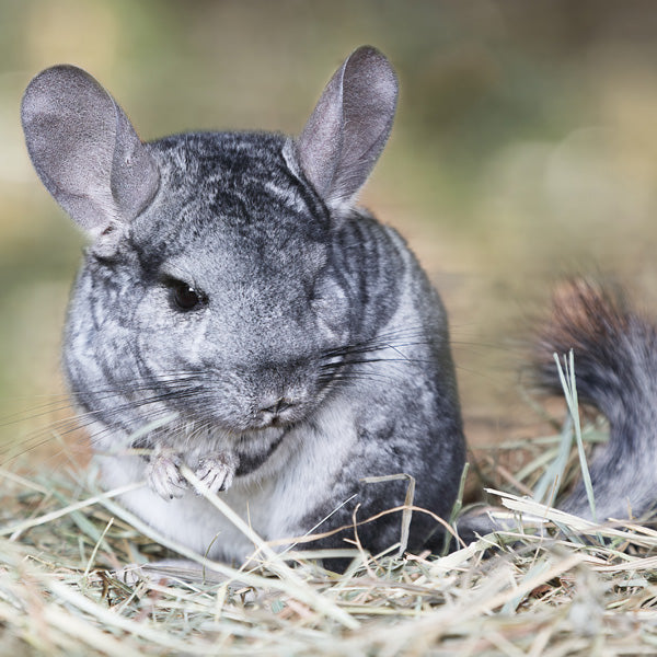 Chinchillas